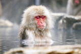 Fototapeta Do przedpokoju - Japanese Snow Monkey japanese snow monkeys playing in hot springs in winter.