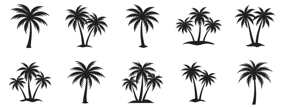 Palm vector illustration. Different Miami palms hand drawn black on white background. Tropical tree silhouette.