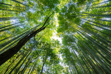 Fototapeta Do przedpokoju - Beautiful llandscape of Bamboo forest at Arashiyama Looking up to sky, Kyoto, Japan nature. Sagano Bamboo Grove of Arashiyama.