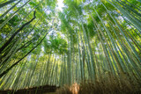 Fototapeta Do przedpokoju - Beautiful llandscape of Bamboo forest at Arashiyama Looking up to sky, Kyoto, Japan nature. Sagano Bamboo Grove of Arashiyama.