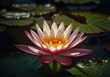 pink water lily in pond, spring water Lilly in fountain