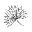 illustration of palm leaf