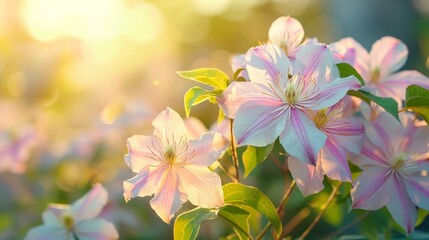 Poster - Pink clematis flowers in full bloom under the warm sunlight