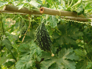 Bitter melon or Momordica charantina L., also known as pare hanging on the tree