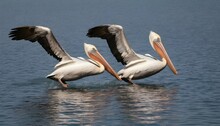 A Pair Of Pelicans Diving Into The Water To Catch Upscaled 3