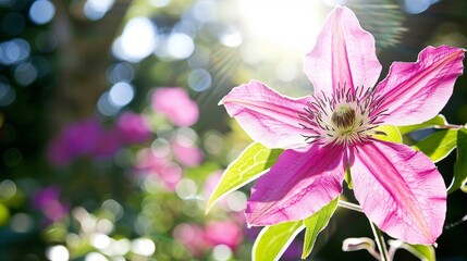 Poster - A pink clematis flower basks in the sun, showcasing its vibrant color and delicate petals