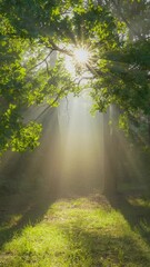 Fototapete - Magic forest in the morning. Sun rays emerging though the green tree branches. Green forest with warm sunbeams illuminating oak tree. Gimbal high quality vertical shot