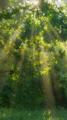Fototapete - Bright greenery in the spring forest. Sun breaks through the green oak leaves and illuminates the grass and forest. Gimbal HDR nature vertical shot