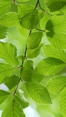 Poster - Green fresh leaves waving in the wind background. Spring beech leaves with beautiful bokeh. Spring nature concept. Vertical video
