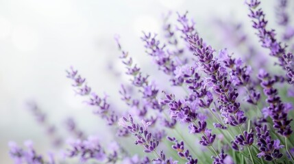 Wall Mural - aromatic lavender flowers bloom in a field, with a row of purple blooms on the left and a row of white flowers on the right