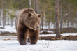 Big male brown bear is walking through a snow-covered forest