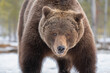 Big male brown bear stands on a snowy bog and stares straight into the camera