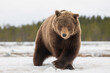 Big male brown bear is walking through a snow-covered bog