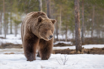 big male brown bear is walking through a snow-covered forest