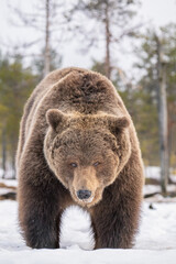 Wall Mural - Big male brown bear stands on a snowy bog and stares straight into the camera