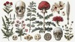 botanical illustration of poisonous plants featuring a variety of colorful flowers, including red, white, pink, and red - and - white blooms, as well as a large skull the plants are