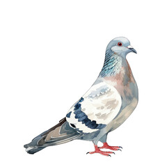 pigeon isolated white background Transparent PNG