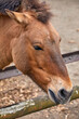 head of a wild Przewalski's horse in the zoo