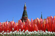 White tulips and red flags against the Kremlin tower. Victory Day celebration in Moscow