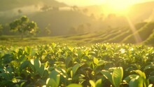 Video Of Beautiful Green Tea Garden Views