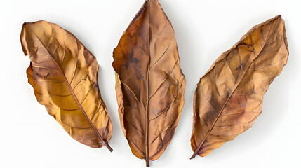 tobacco leaves