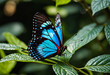 Radiant butterfly with iridescent wings settles among garden foliage, its shadow painting patterns