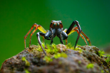 Wall Mural - wide-jawed jumping spider from genus parabathippus on mossy rock, natural bokeh background