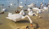 Fototapeta Las - Flocks of swans and ducks on the lake