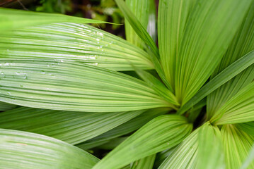 Wall Mural - Abstract background texture of tropical leaves, green palm family
