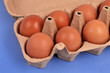Boîte de douze œufs de poule ouverte en gros plan sur fond bleu
