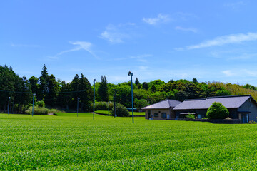 Wall Mural - 静岡県磐田市の春の茶畑