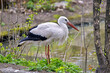 a large white stork standing on the shore