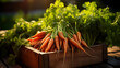 Bunch of fresh farm carrots in wooden box close-up view