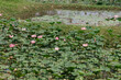 Tranquil pond dotted with pink lotus flowers and lush green lily pads under the warm summer sun