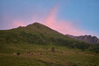 Cows graze peacefully on a green hillside as the sun sets, casting a pink glow over the mountain peaks