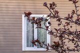 Fototapeta Natura - New spring growth of red apple tree on background of facade of window of cottage.