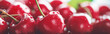 Fresh red cherries close up with water droplets, vibrant, glossy background