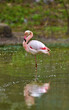  a pink flamingo standing on one leg.