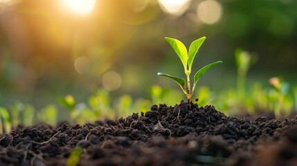 Poster - A small plant sprouts from the ground in a field, AI