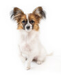 Dog portrait on white. Cute small Papillon toy dog sitting and looking at camera. Cute small pet with big fluffy ears