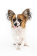 Small white Papillon dog sitting on white background with tongue out. Tiny cute toy dog with big fluffy ears