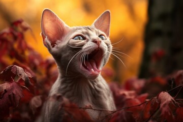 Wall Mural - Medium shot portrait photography of a curious devon rex cat yawning in rich autumn landscape