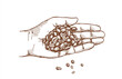 Coffee beans in a hand, sketch, hand drawing vector palm with coffee, perfect ingredient, choice grain.