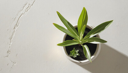 A minimalist indoor botanical lifestyle: Top view of modern houseplant in white flowerpot, with sunlight casting shade from window onto sleek table 