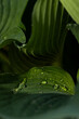 drops of water on large leaves