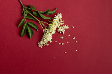 Elderberry blossom on background. Black elderberry flower and elderberry leaf isolated on burgundy background, medicinal plant for alternative medicine