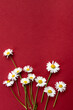 white daisies on a burgundy background