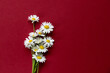 Fresh bouquet of field daisies. The background is replete with rich burgundy color, which highlights the brightness and delicacy of the flowers. The daisies are arranged as if they were just picked fr
