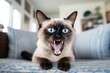 Full-length portrait photography of a funny siamese cat growling isolated on comfy sofa