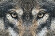 Portrait of a wolf, close-up,  Canis lupus